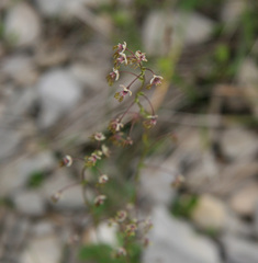 Thalictrum alpinum