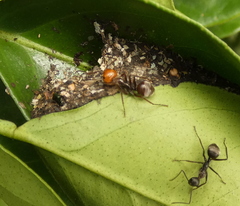 Camponotus urichi