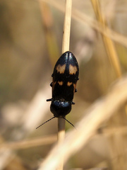 Selatosomus suckleyi
