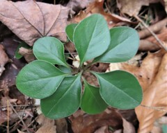 Polygaloides paucifolia