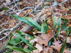 Carex fraseriana