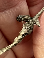 Adelges abietis