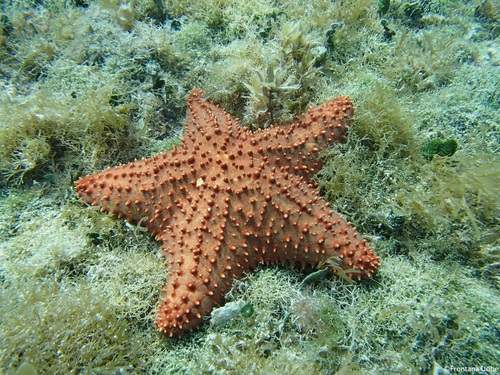 Red Cushion Sea Star, photo 9 of 10