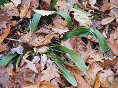 Carex fraseriana