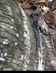 Ctenosaura oedirhina