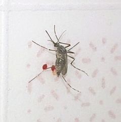 Aedes aegypti