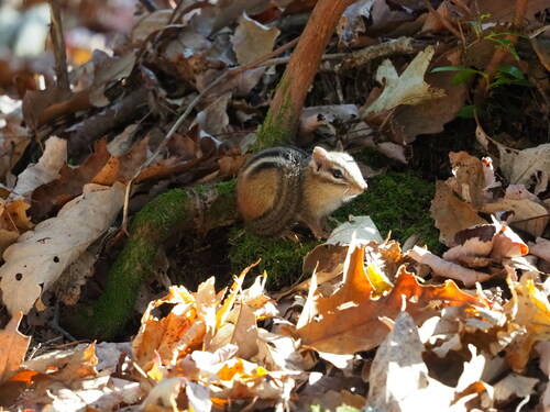 Eastern Chipmunk photographed in West Virginia