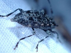 Astyleiopus variegatus