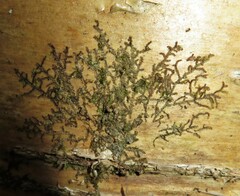 Frullania eboracensis