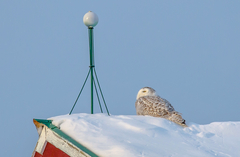 Bubo scandiacus