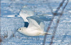 Bubo scandiacus