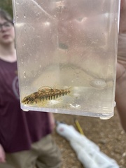Etheostoma zonale