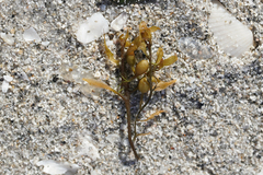 Sargassum fluitans