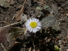 Erigeron leptorhizon