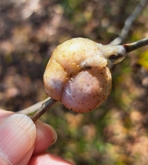 Striatoandricus aciculatus