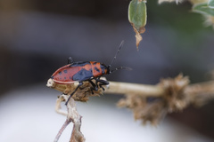 Lygaeus kalmii