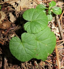 Rubus dalibarda