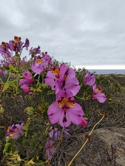 Alstroemeria magnifica