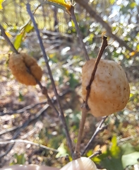 Striatoandricus aciculatus