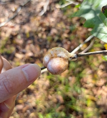 Striatoandricus aciculatus