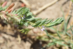 Lythrum hyssopifolia