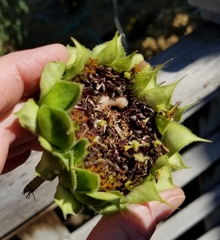 Insecta