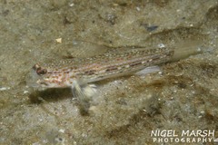 Istigobius hoesei