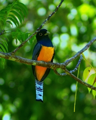 Trogon caligatus