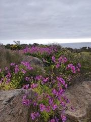Alstroemeria magnifica