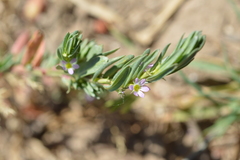 Lythrum hyssopifolia