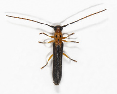 Oberea praelonga