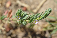 Lythrum hyssopifolia
