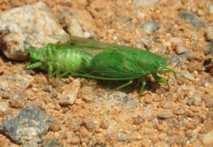 Cicadettinae