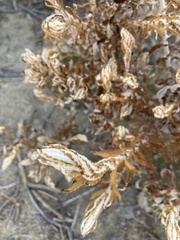 Pseudognaphalium biolettii