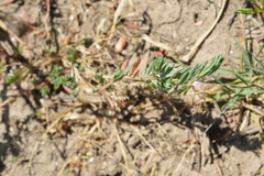 Lythrum hyssopifolia