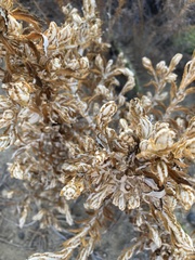 Pseudognaphalium biolettii