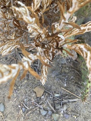 Pseudognaphalium biolettii