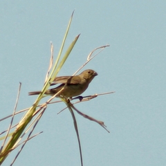 Sporophila
