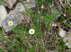 Erigeron hyssopifolius