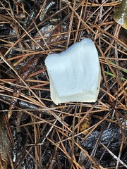 Albatrellaceae