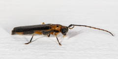 Oberea praelonga