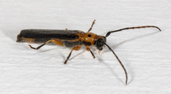 Oberea praelonga