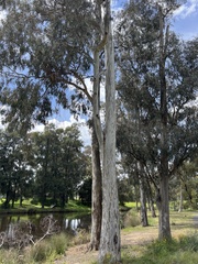 Eucalyptus leucophloia