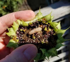 Insecta