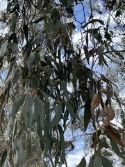 Eucalyptus leucophloia