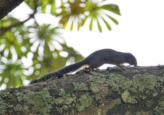 Heliosciurus rufobrachium