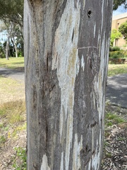 Eucalyptus leucophloia
