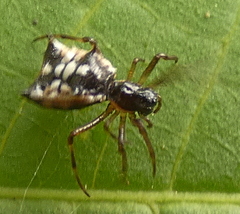 Micrathena picta