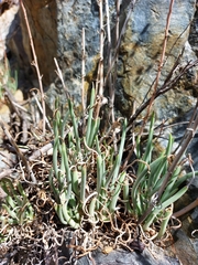 Dudleya edulis