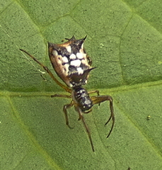 Micrathena picta